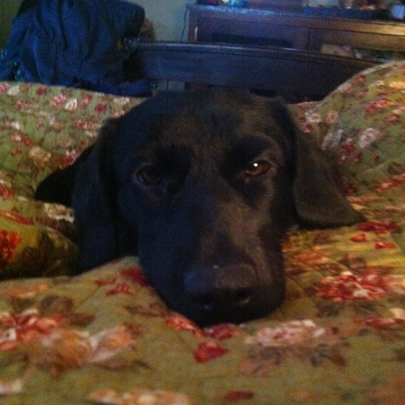 Meet your Posher, Katie - Picture 1 of 1